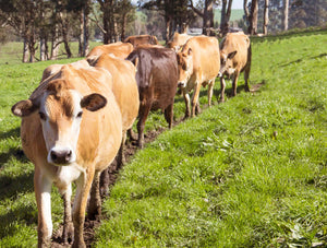 Supplier Spotlight: Petaluma Creamery/Spring Hill certified organic dairy